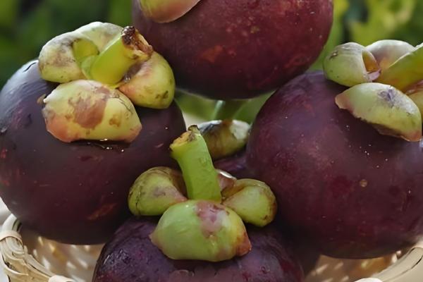 山竹的寓意，寓意真心喜欢