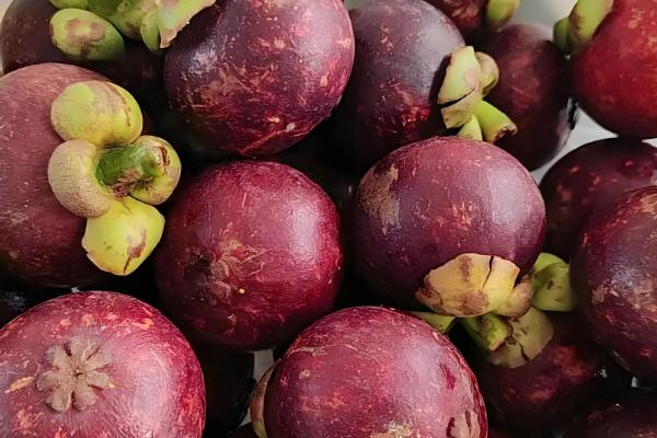 山竹的寓意，寓意真心喜欢