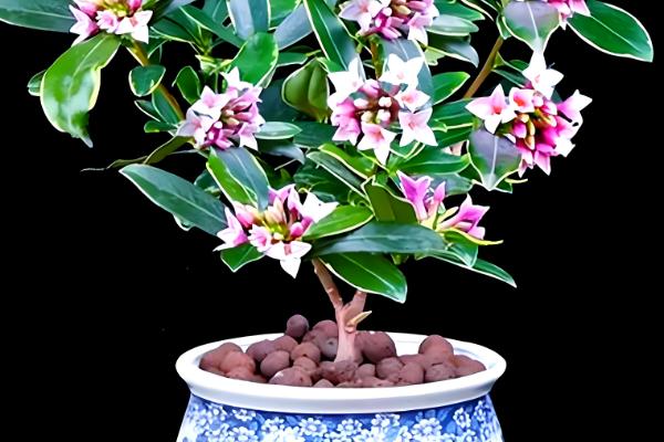 瑞香在外面能过冬吗,不可在外面过冬