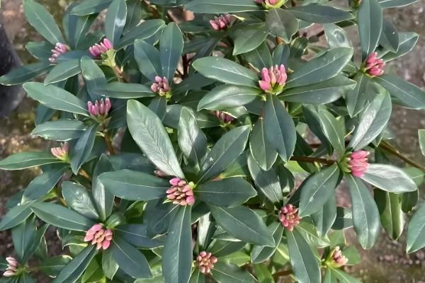 瑞香在外面能过冬吗,不可在外面过冬