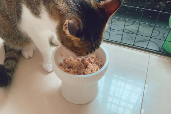 简单自制猫饭，原材料包括鸡胸肉、鸡蛋液、土豆等