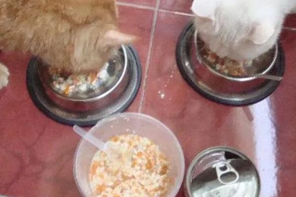 简单自制猫饭，原材料包括鸡胸肉、鸡蛋液、土豆等