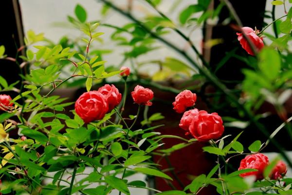 冬天蔷薇会不会冻死,蔷薇冬天不会冻死