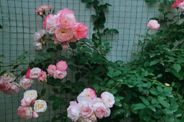 冬天蔷薇会不会冻死,蔷薇冬天不会冻死