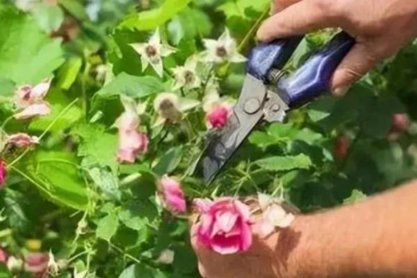 冬天蔷薇会不会冻死,蔷薇冬天不会冻死