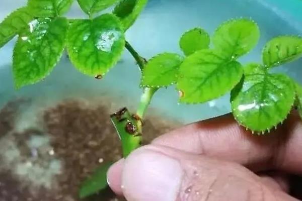 冬天蔷薇会不会冻死,蔷薇冬天不会冻死