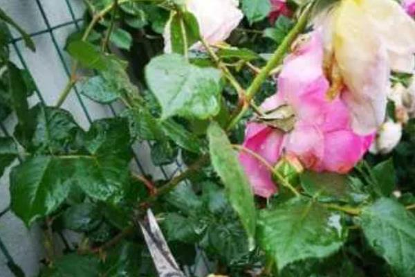 冬天蔷薇会不会冻死,蔷薇冬天不会冻死
