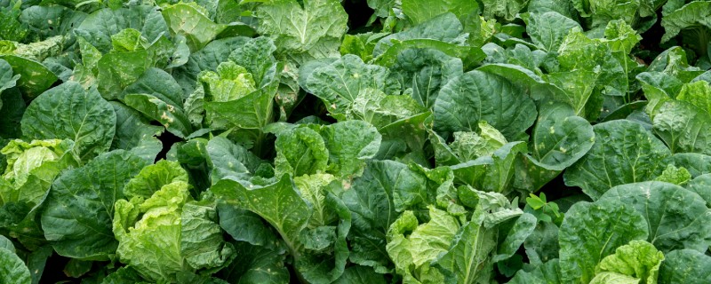 大白菜用薄膜覆盖行吗，可以使用薄膜覆盖