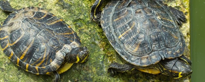 乌龟有没有牙齿和耳朵,没有牙齿但有耳朵