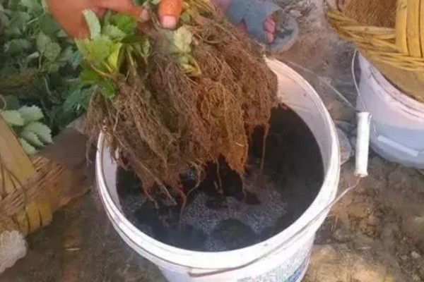 生根剂如何使用,可浇灌或随水深浇等