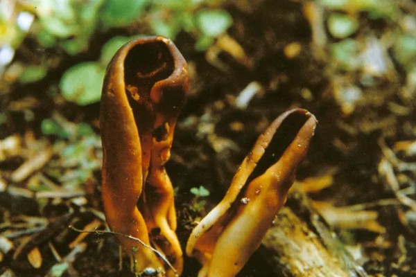 食用菌中的百分之多少属担子菌亚门，通常有90%