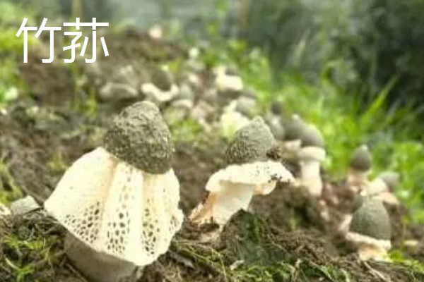 食用菌中的百分之多少属担子菌亚门，通常有90%