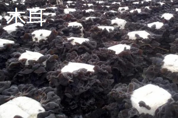 食用菌中的百分之多少属担子菌亚门，通常有90%