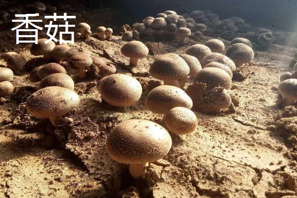 食用菌中的百分之多少属担子菌亚门，通常有90%