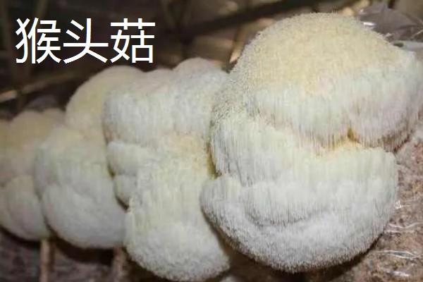 食用菌中的百分之多少属担子菌亚门，通常有90%