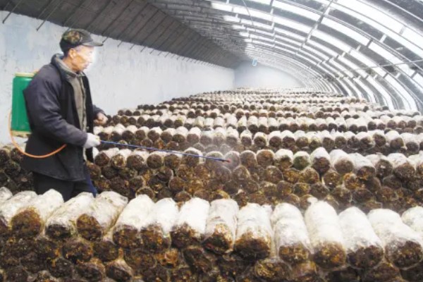 食用菌中的百分之多少属担子菌亚门，通常有90%