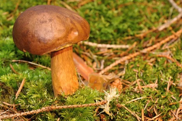 食用菌中的百分之多少属担子菌亚门，通常有90%