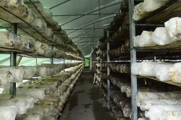 食用菌中的百分之多少属担子菌亚门，通常有90%