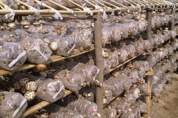 食用菌中的百分之多少属担子菌亚门，通常有90%