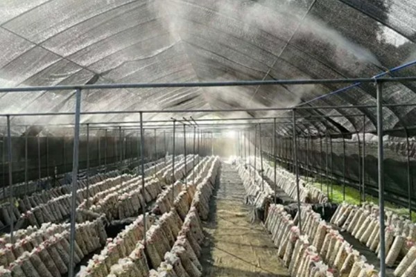 食用菌中的百分之多少属担子菌亚门，通常有90%