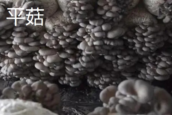 食用菌中的百分之多少属担子菌亚门，通常有90%