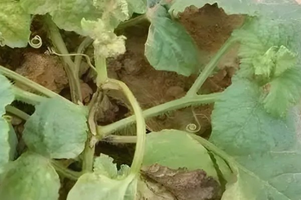 甜瓜叶枯病的症状是什么，发病初期会出现褪绿色的小斑点