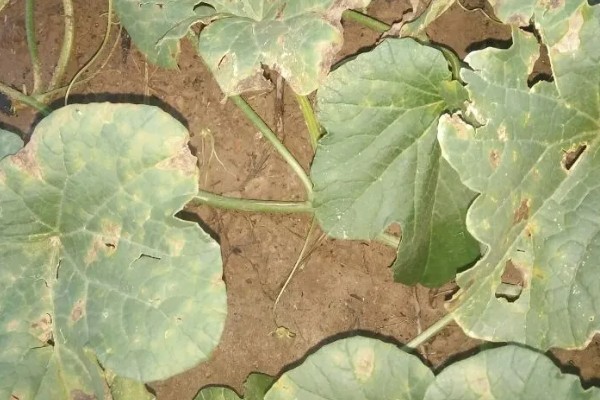 甜瓜叶枯病的症状是什么，发病初期会出现褪绿色的小斑点