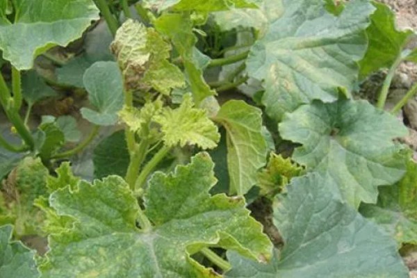 甜瓜叶枯病的症状是什么，发病初期会出现褪绿色的小斑点