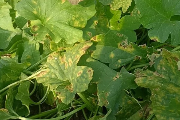 甜瓜叶枯病的症状是什么，发病初期会出现褪绿色的小斑点