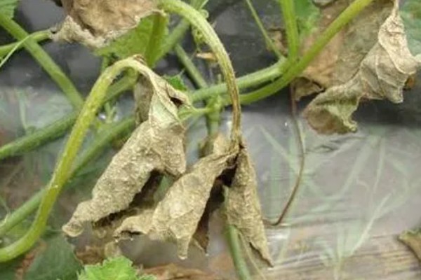 甜瓜叶枯病的症状是什么，发病初期会出现褪绿色的小斑点