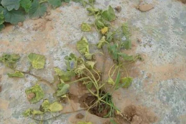 甜瓜叶枯病的症状是什么，发病初期会出现褪绿色的小斑点