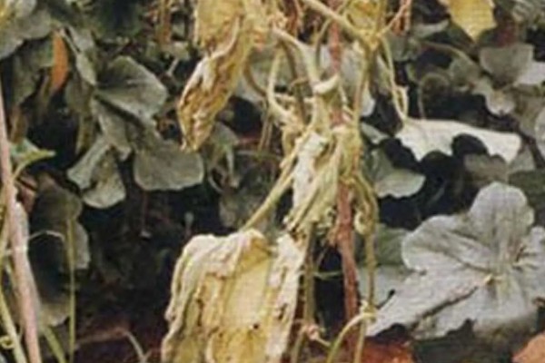 甜瓜叶枯病的症状是什么，发病初期会出现褪绿色的小斑点