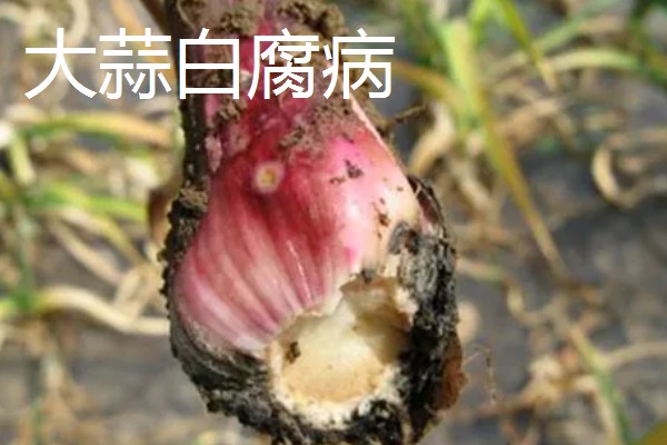大蒜春季怎样管理，膨大期的主要工作是养根护根