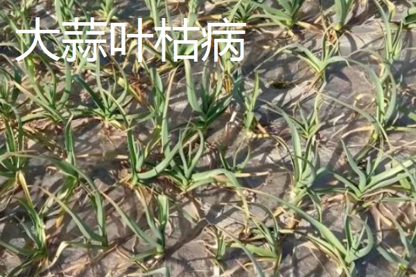 大蒜春季怎样管理，膨大期的主要工作是养根护根