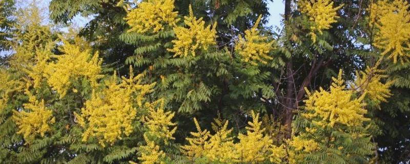 黄山栾树和无患子如何区分，其花果期不同