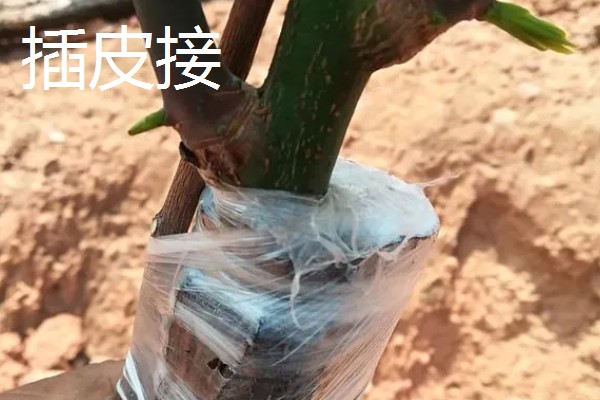 油橄榄怎么嫁接，以枝接、芽接为主