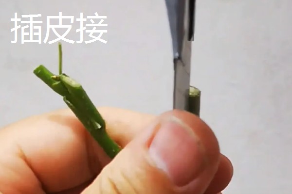 油橄榄怎么嫁接，以枝接、芽接为主