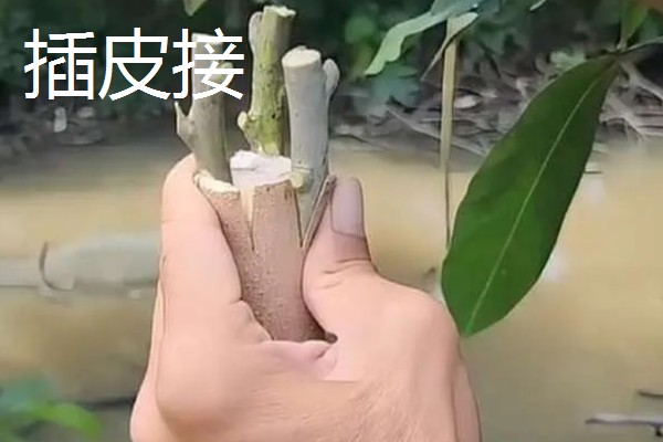 油橄榄怎么嫁接，以枝接、芽接为主