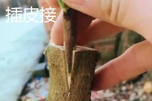 油橄榄怎么嫁接，以枝接、芽接为主