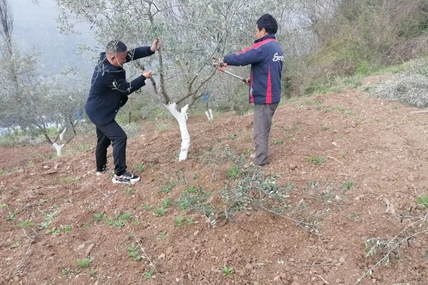 油橄榄怎么嫁接，以枝接、芽接为主