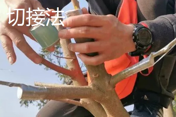 油橄榄怎么嫁接，以枝接、芽接为主