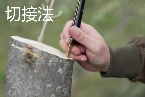 油橄榄怎么嫁接，以枝接、芽接为主