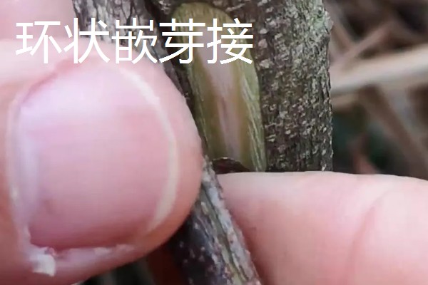 油橄榄怎么嫁接，以枝接、芽接为主
