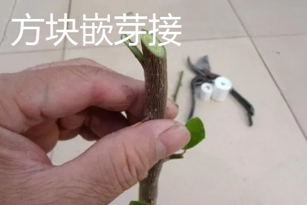 油橄榄怎么嫁接，以枝接、芽接为主
