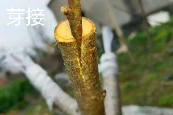 油橄榄怎么嫁接，以枝接、芽接为主