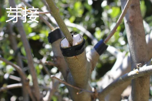 油橄榄怎么嫁接，以枝接、芽接为主