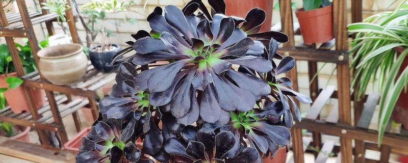 好看的多肉植物有哪些，常见黑法师、蓝莲花等品种