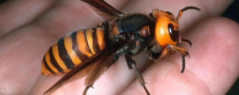 怎么找马蜂最快，可以利用食物来寻找