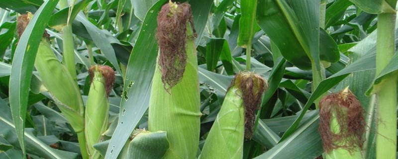 秀玉65玉米品种简介，中抗弯孢叶斑病