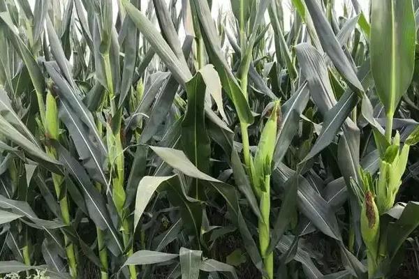 秀玉65玉米品种简介,中抗弯孢叶斑病